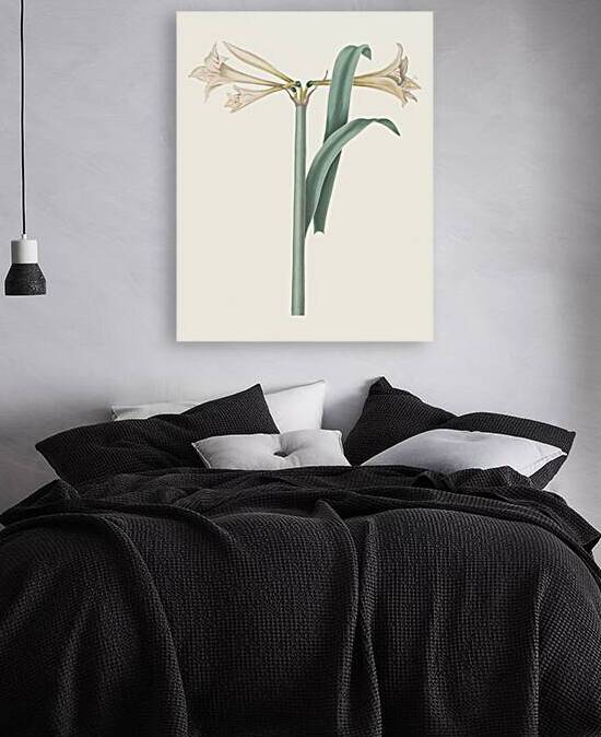 Amaryllis Harrisoni 1834 by IStockHistory com