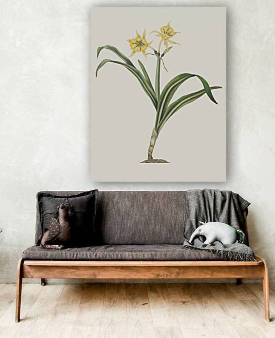 Pancratium Amancaes 1834 by IStockHistory com