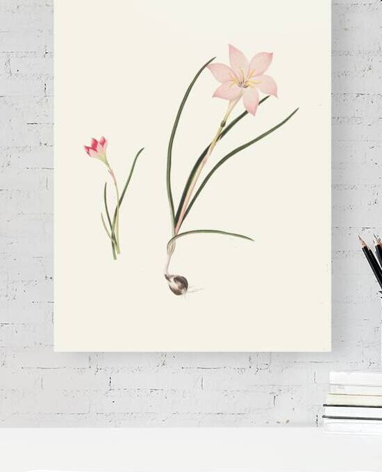 1. Zephyranthes Carinatus. 2. Zephyranthes Rosea. 1834 by IStockHistory com