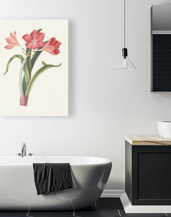 Amaryllis Purpurea Major 1834 by IStockHistory com