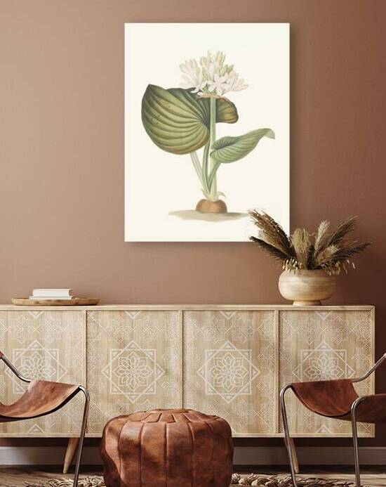 Pancratium Amboinense 1834 by IStockHistory com