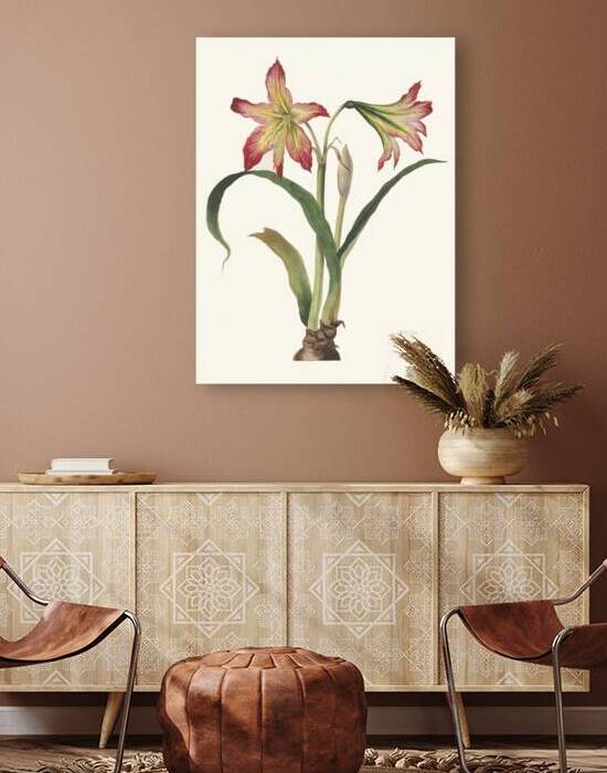 Amaryllis Psittacina 1834 by IStockHistory com