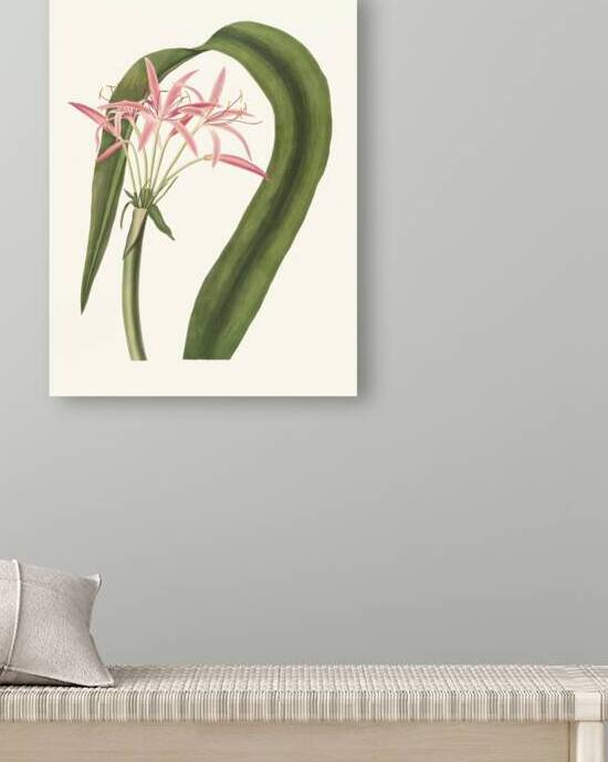 Crinum Cruentum 1834 by IStockHistory com