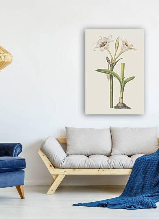 Pancratium Calathinum. 1834 by IStockHistory com