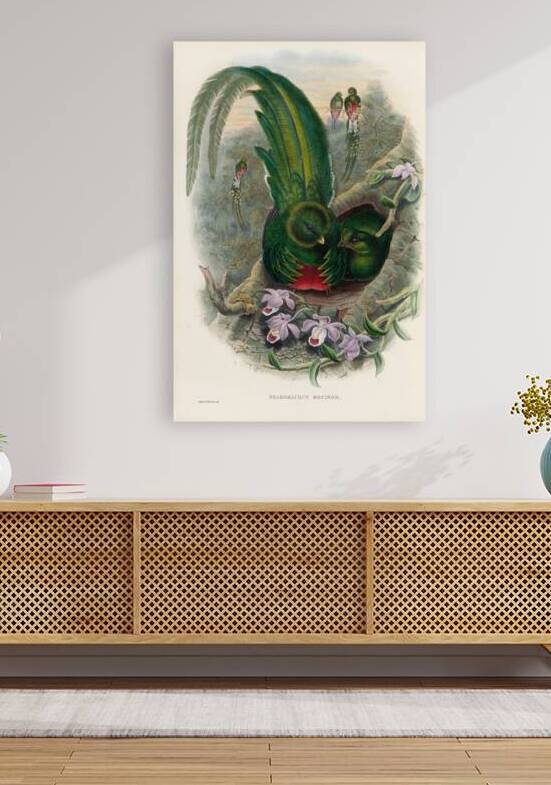 John Gould trogons 027 by IStockHistory com