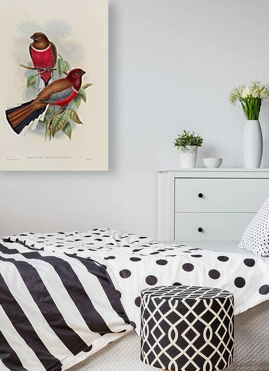 John Gould trogons 047 by IStockHistory com