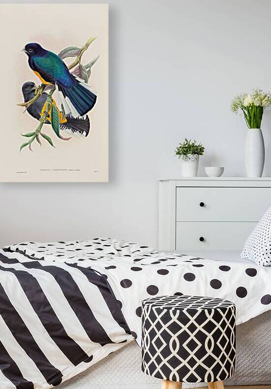 John Gould trogons 030 by IStockHistory com