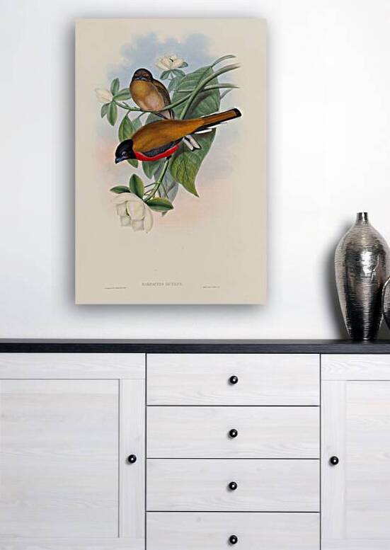 John Gould trogons 013 by IStockHistory com