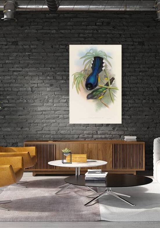 John Gould trogons 007 by IStockHistory com