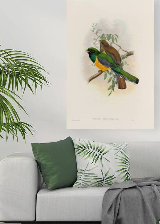 John Gould trogons 040 by IStockHistory com