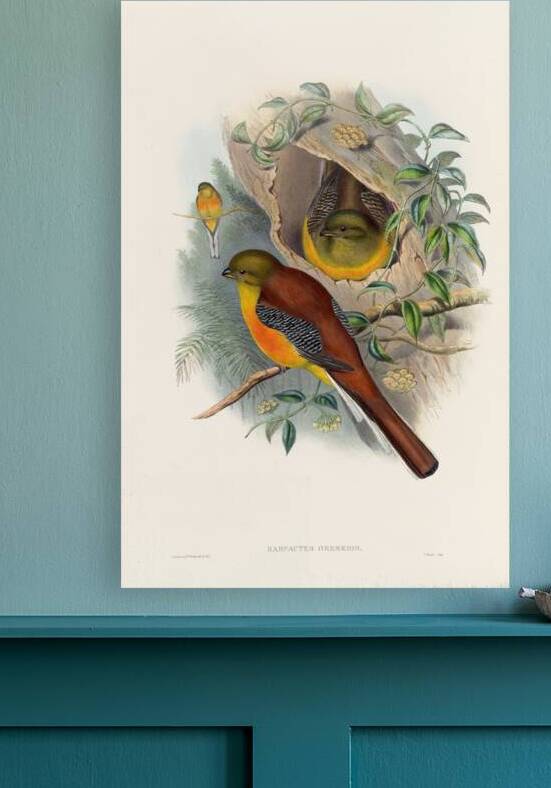 John Gould trogons 026 by IStockHistory com