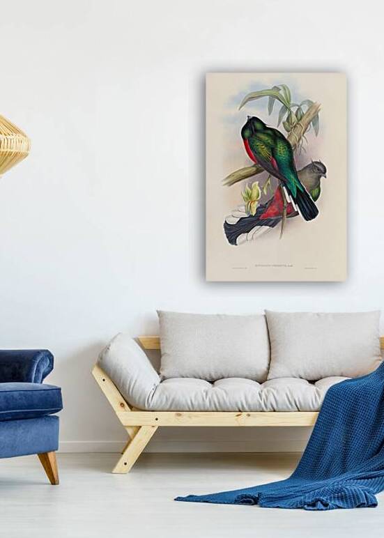 John Gould trogons 004 by IStockHistory com