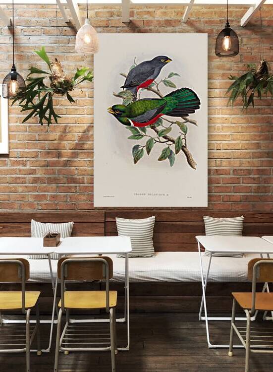 John Gould trogons 033 by IStockHistory com