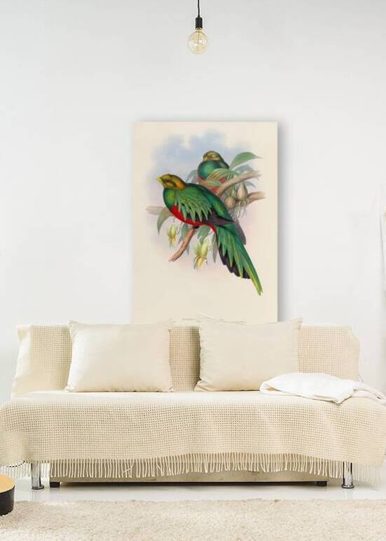 John Gould trogons 003 by IStockHistory com