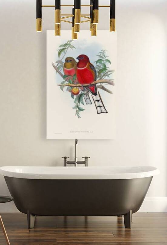 John Gould trogons 021 by IStockHistory com