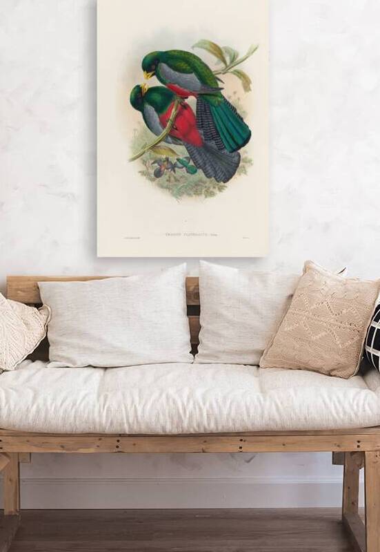 John Gould trogons 029 by IStockHistory com