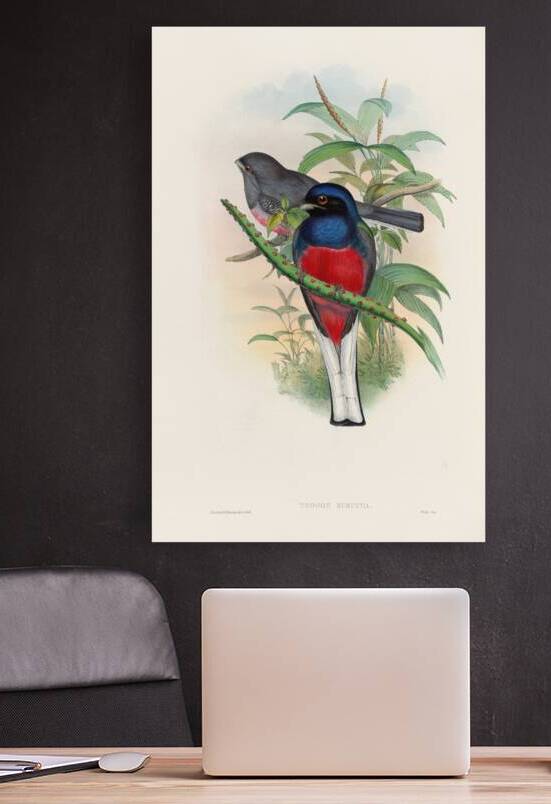 John Gould trogons 017 by IStockHistory com