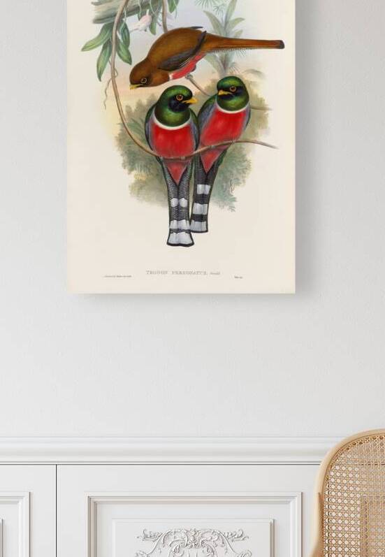 John Gould trogons 032 by IStockHistory com