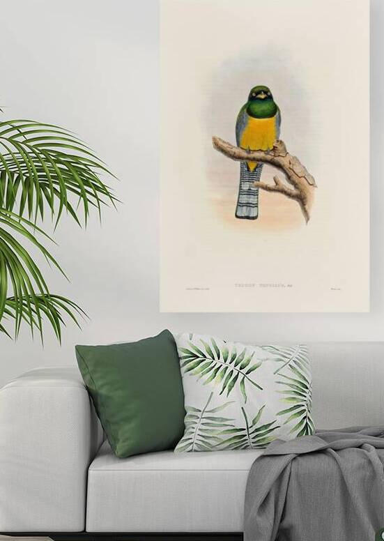 John Gould trogons 039 by IStockHistory com