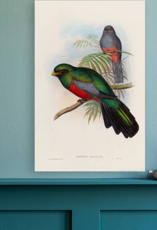 John Gould trogons 020 by IStockHistory com