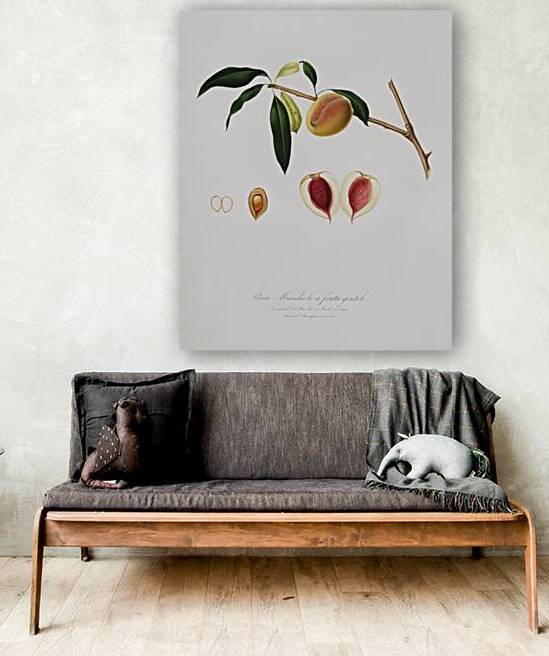 Peach Persica amygdalus from Pomona Italiana 1817 - 1839 by Giorgio Gallesio 1772-1839.  by IStockHistory com