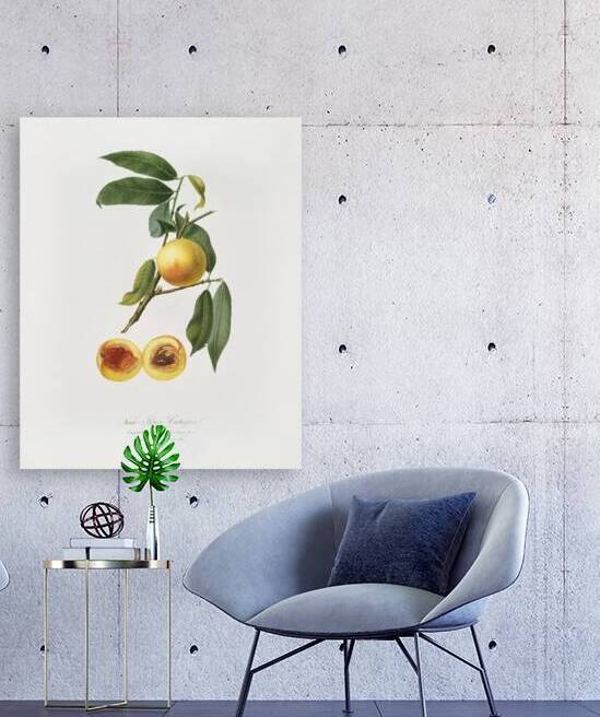 Peach Prunus persica from Pomona Italiana 1817 - 1839 by Giorgio Gallesio 1772-1839.  by IStockHistory com