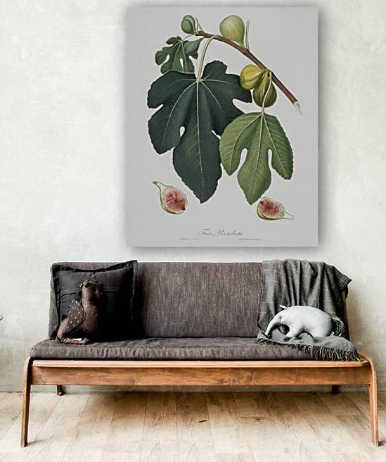 Fig Ficus carica sativa from Pomona Italiana 1817 - 1839 by Giorgio Gallesio 1772-1839.  by IStockHistory com