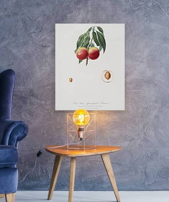 Peach Persica psillidermis from Pomona Italiana 1817 - 1839 by Giorgio Gallesio 1772-1839.  by IStockHistory com