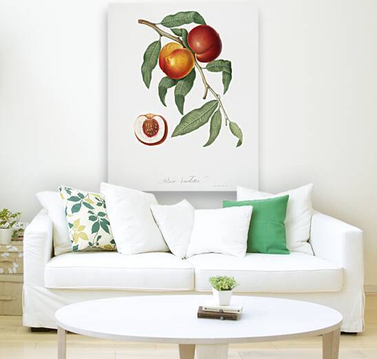 Walnut Persica violacea from Pomona Italiana 1817 - 1839 by Giorgio Gallesio 1772-1839.  by IStockHistory com