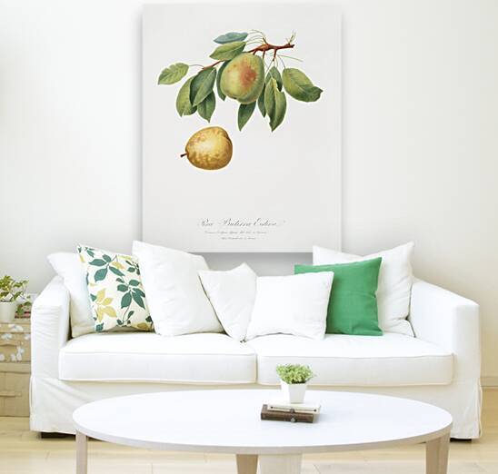 Pear Pyrus butyra from Pomona Italiana 1817 - 1839 by Giorgio Gallesio 1772-1839.  by IStockHistory com