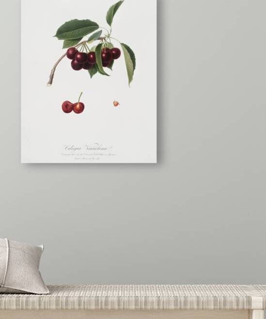Cherry Cerasus visciola from Pomona Italiana 1817 - 1839 by Giorgio Gallesio 1772-1839.  by IStockHistory com