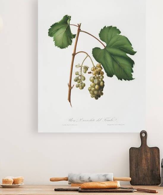 Friuili grape Vitis vinifera Forojuliensis from Pomona Italiana 1817 - 1839 by Giorgio Gallesio 1772-1839.  by IStockHistory com