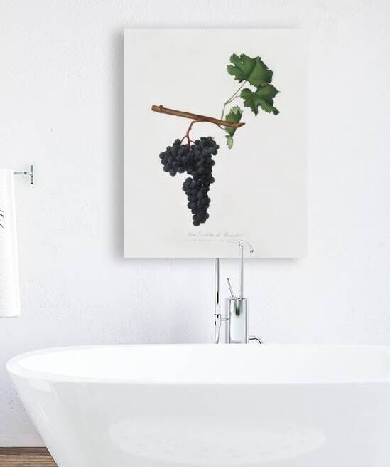 Apricot Prunus Sanctae Catherinae from Pomona Italiana 1817 - 1839 by Giorgio Gallesio 1772-1839.  by IStockHistory com