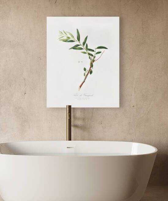 Jujube Fiorazione del Giuggiolo from Pomona Italiana 1817 - 1839 by Giorgio Gallesio 1772-1839.  by IStockHistory com