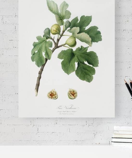 Fig Ficus carica from Pomona Italiana 1817 - 1839 by Giorgio Gallesio 1772-1839.  by IStockHistory com