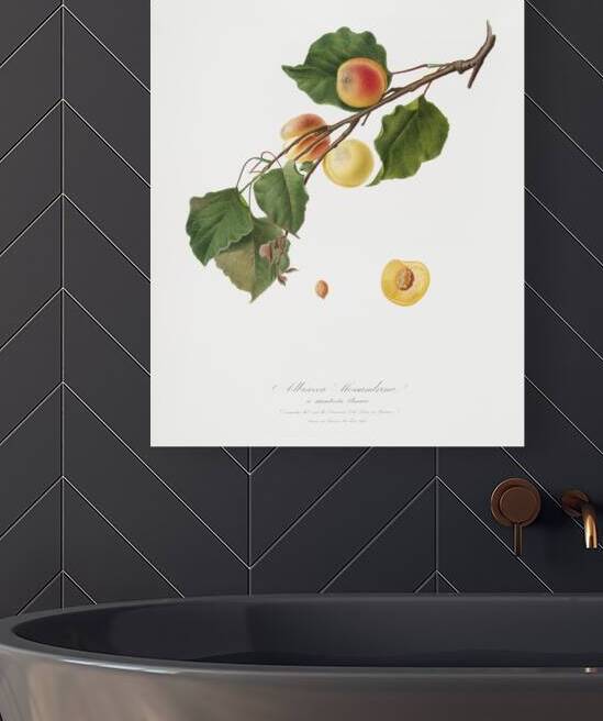 Apricot Armeniaca Alexandrina from Pomona Italiana 1817 - 1839 by Giorgio Gallesio 1772-1839.  by IStockHistory com