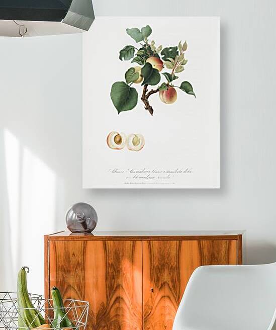 Apricot Alessandrina seconda from Pomona Italiana 1817 - 1839 by Giorgio Gallesio 1772-1839.  by IStockHistory com