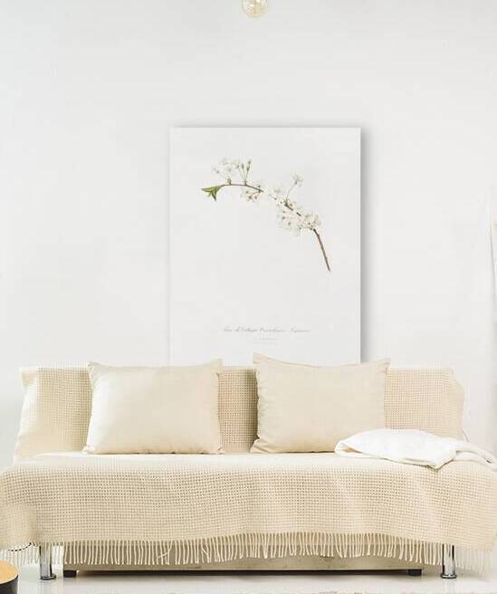 Amarena cherry flower Prunus cerasus from Pomona Italiana 1817 - 1839 by Giorgio Gallesio 1772-1839.  by IStockHistory com