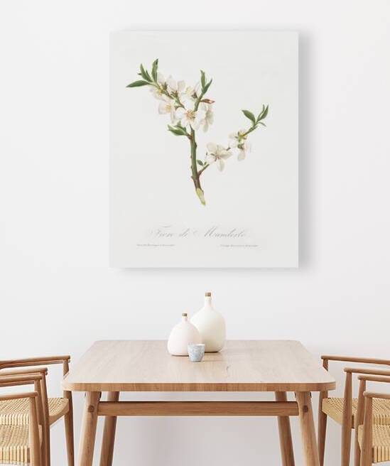 Almond tree flower Prunus dulcis from Pomona Italiana 1817 - 1839 by Giorgio Gallesio 1772-1839.  by IStockHistory com