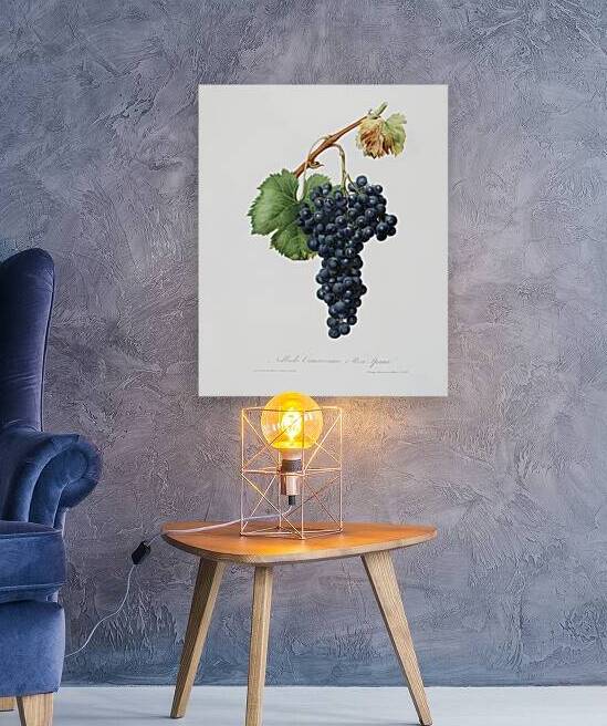 Grape Spanna Vitis vinifera Pedemontana from Pomona Italiana 1817 - 1839 by Giorgio Gallesio 1772-1839.  by IStockHistory com