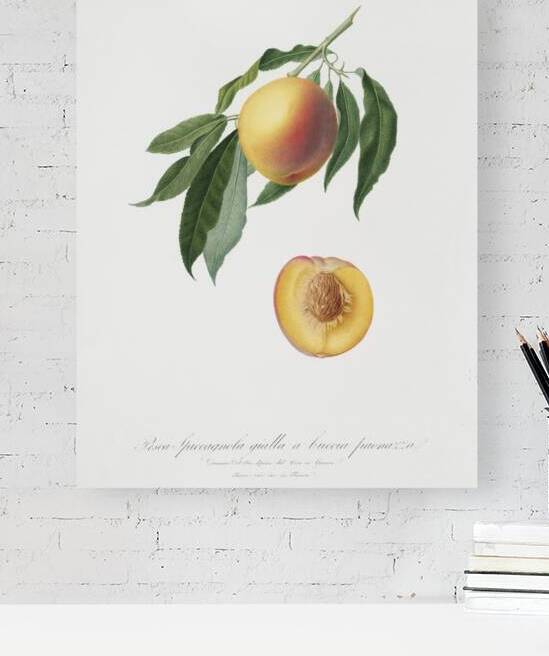 Peach Persica Iulodermis from Pomona Italiana 1817 - 1839 by Giorgio Gallesio 1772-1839.  by IStockHistory com