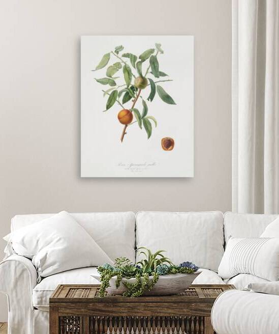 Peach Amygdalus persica iulodermis from Pomona Italiana 1817 - 1839 by Giorgio Gallesio 1772-1839.  by IStockHistory com