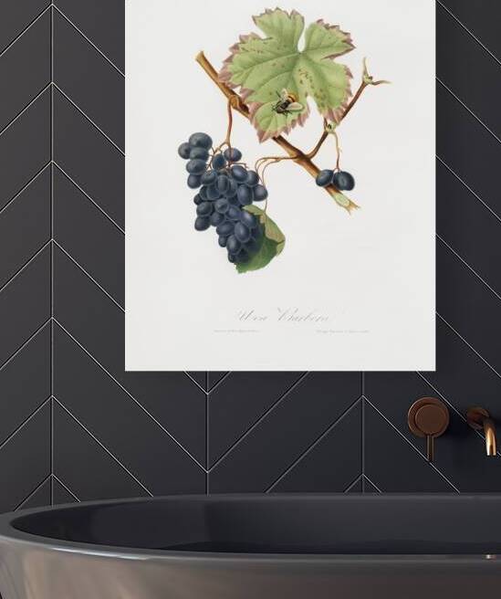 Peach Amygdalus persica iulodermis from Pomona Italiana 1817 - 1839 by Giorgio Gallesio 1772-1839.  by IStockHistory com