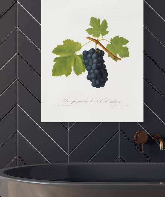 San Colombano grapes Vitis vinifera Sancti Colombani from Pomona Italiana 1817 - 1839 by Giorgio Gallesio 1772-1839.  by IStockHistory com