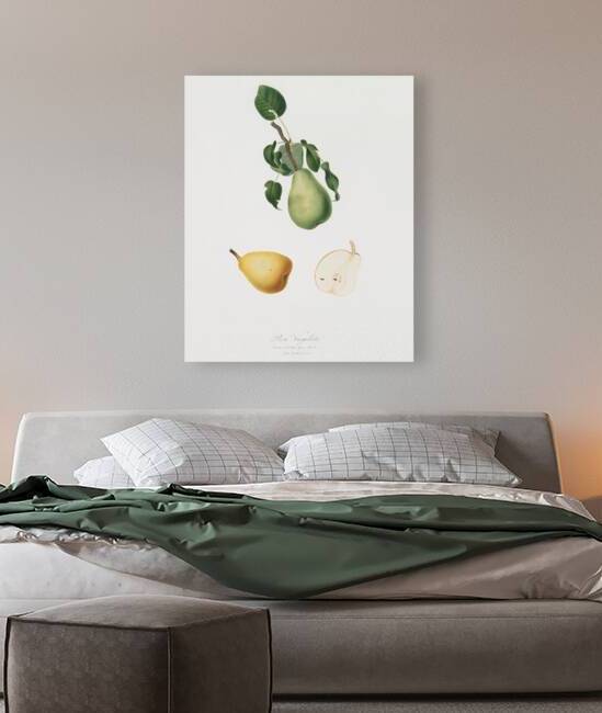 Winter citron Pyrus virgolata from Pomona Italiana 1817 - 1839 by Giorgio Gallesio 1772-1839.  by IStockHistory com