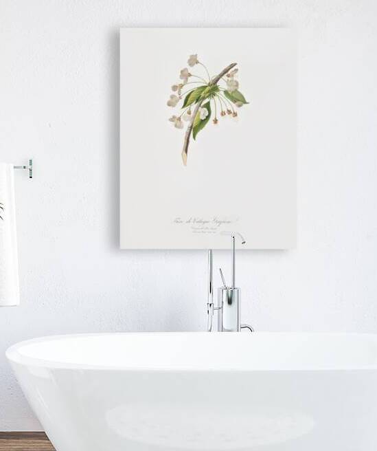 Cherry plum flower Mirabolano from Pomona Italiana 1817 - 1839 by Giorgio Gallesio 1772-1839.  by IStockHistory com