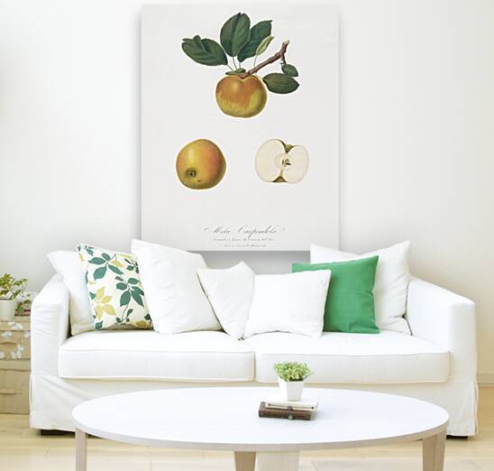 Apple Malus carpendolo from Pomona Italiana 1817 - 1839 by Giorgio Gallesio 1772-1839.  by IStockHistory com