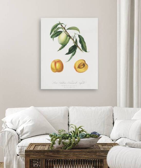 Apricot Pesca Natalina from Pomona Italiana 1817 - 1839 by Giorgio Gallesio 1772-1839.  by IStockHistory com