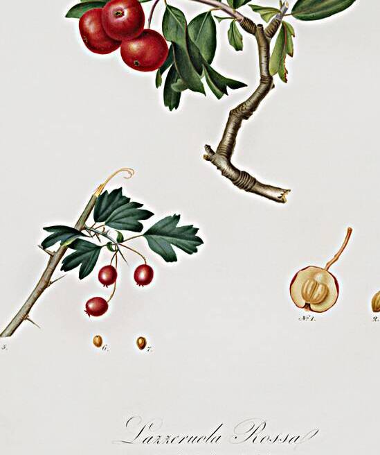 Red thorn-apple Crataegus poliossea sterilis from Pomona Italiana 1817 - 1839 by Giorgio Gallesio 1772-1839.  by IStockHistory com