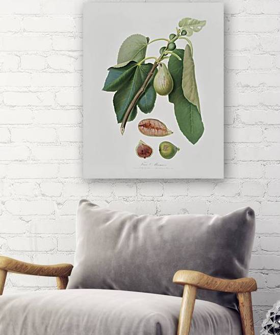 Monaco Fig Fico della Lunigiana from Pomona Italiana 1817 - 1839 by Giorgio Gallesio 1772-1839.  by IStockHistory com